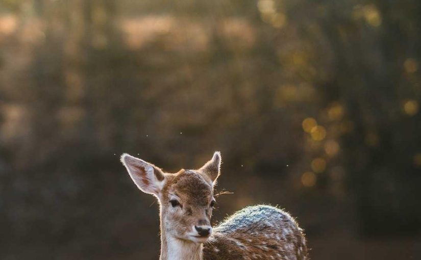 Artificial Intelligence and its Impact on Journalism