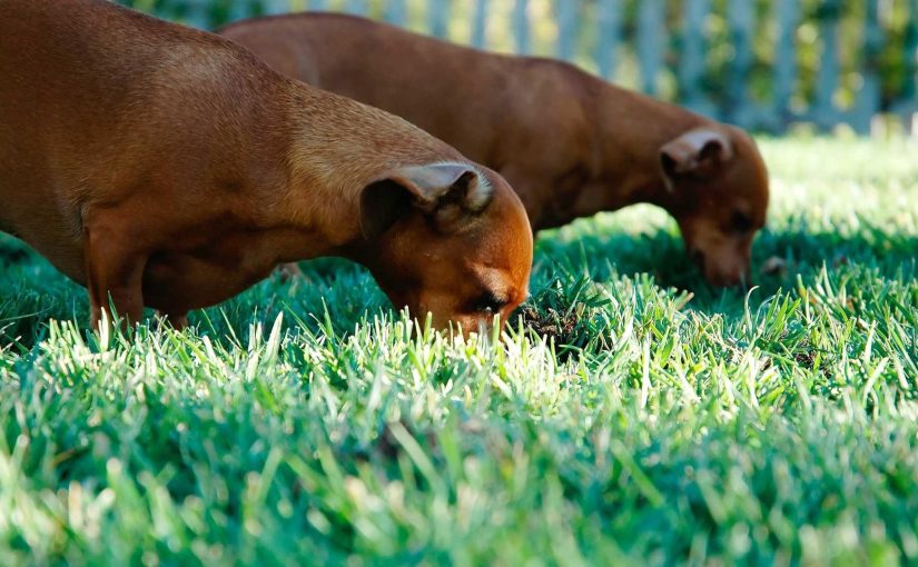 The Intersection of AI & Cybersecurity